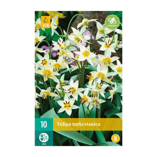 Tulpenbollen Turkestanica (zakje van 10 stuks)